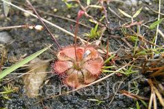 Drosera burmanni
